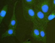 IF/ICC staining of FFPE human U-2 OS cells with SCRIB antibody (green) at 2ug/ml and DAPI nuclear stain (blue). HIER: steam section in pH6 citrate buffer for 20 min.