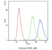 Flow cytometry testing of human A549 cells with Periaxin antibody at 1ug/10^6 cells (blocked with goat sera); Red=cells alone, Green=isotype control, Blue=Periaxin antibody.