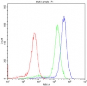 Flow cytometry testing of fixed and permeabilized human K562 cells with Periaxin antibody at 1ug/10^6 cells (blocked with goat sera); Red=cells alone, Green=isotype control, Blue=Periaxin antibody.