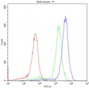 Flow cytometry testing of human A549 cells with Periaxin antibody at 1ug/10^6 cells (blocked with goat sera); Red=cells alone, Green=isotype control, Blue=Periaxin antibody.