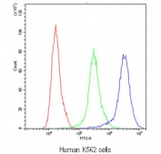 Flow cytometry testing of human K562 cells with Periaxin antibody at 1ug/10^6 cells (blocked with goat sera); Red=cells alone, Green=isotype control, Blue=Periaxin antibody.