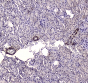 IHC testing of FFPE mouse kidney tissue with CKB antibody at 1ug/ml. Required HIER: steam section in pH6 citrate buffer for 20 min and allow to cool prior to staining.