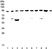 Western blot testing of rat 1) brain, 2) spleen, 3) heart, 4) kidney and mouse 5) brain, 6) spleen, 7) heart, 8) kidney and 9) testis lysate with Cullin 5 antibody at 0.5ug/ml. Predicted molecular weight ~91 kDa. 