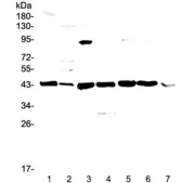 Western blot testing of mouse 1) liver, 2) testis, 3) thymus, 4) lung, 5) HEPA1-6, 6) NIH3T3 and 7) SP20 lysate with Caspase 4 antibody at 0.5ug/ml. Expected molecular weight ~43 kDa (precursor), ~30 kDa (pro domain + large subunit), ~20 kDa (large subunit).