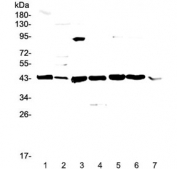 Western blot testing of mouse 1) liver, 2) testis, 3) thymus, 4) lung, 5) HEPA1-6, 6) NIH3T3 and 7) SP20 lysate with Caspase 4 antibody at 0.5ug/ml. Expected molecular weight ~43 kDa (precursor), ~30 kDa (pro domain + large subunit), ~20 kDa (large subunit).