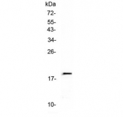 Western blot testing of recombinant human protein (1ng/lane) with IL-32 antibody at 0.5ug/ml.