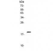 Western blot testing of recombinant human protein (1ng/lane) with IL-32 antibody at 0.5ug/ml.
