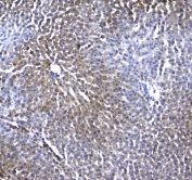 IHC testing of FFPE rat liver tissue with IRF7 antibody at 1ug/ml. Required HIER: steam section in pH6 citrate buffer for 20 min and allow to cool prior to staining.