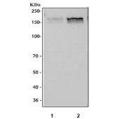 Western blot testing of 1) mouse spleen and 2) mouse RAW264.7 cell lysate with CD11b antibody at 0.5ug/ml. Expected molecular weight: 127~170 kDa depending on glycosylation level.