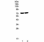 Western blot testing of human 1) 22RV1 and 2) PANC-1 cell lysate with EGR1 antibody at 0.5ug/ml. Predicted molecular weight: 57 kDa (monomer), ~110 kDa (cytoplasmic dimer), ~75 kDa (nuclear dimer).
