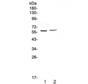 Western blot testing of human 1) HepG2 and 2) PANC-1 cell lysate with STAM1 antibody at 0.5ug/ml. Predicted molecular weight ~59 kDa.