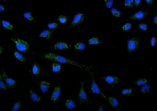Immunofluorescent staining of FFPE human A549 cells with AMPK alpha 1 antibody (green) and DAPI nuclear stain (blue). HIER: steam section in pH6 citrate buffer for 20 min.