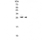 Western blot testing of human U-87 MG cell lysate with MPZ antibody at 0.5ug/ml. Predicted molecular weight ~28 kDa.