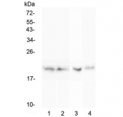Western blot testing of rat 1) spleen, 2) thymus, 3) lung and 4) testis lysate with BCMA antibody at 0.5ug/ml. Expected molecular weight: 20-27 kDa depending on glycosylation level.