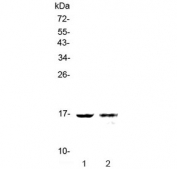Western blot testing of human 1) HL-60 and 2) PANC-1 lysate with Galectin 10 antibody at 0.5ug/ml. Predicted molecular weight ~16 kDa.