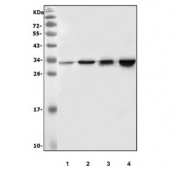 Western blot testing of mouse 1) liver, 2) heart, 3) skeletal muscle and 4) HEPA1-6 lysate with VAPB antibody at 0.5ug/ml. Predicted molecular weight ~27 kDa.