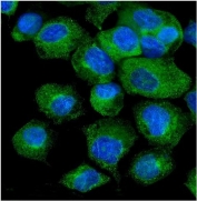 Immunofluorescent staining of FFPE human A431 cells with VAPB antibody (green) and DAPI nuclear stain (blue). HIER: steam section in pH6 citrate buffer for 20 min.