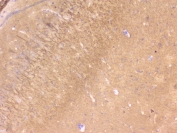 IHC testing of FFPE mouse brain with RKIP antibody at 1ug/ml. HIER: boil tissue sections in pH6, 10mM citrate buffer, for 10-20 min followed by cooling at RT for 20 min.