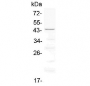 Western blot testing of rat heart lysate with Cd134 antibody at 0.5ug/ml. Expected molecular weight: 29-50 kDa depending on glcyosylation level.