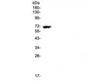 Western blot testing of human placenta lysate with E2F2 antibody at 0.5ug/ml. Predicted molecular weight: 47-52 kDa, observed here at ~70 kDa.