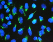 Immunofluorescence staining of FFPE human U-2 OS cells with TCP1 eta antibody (green) at 2ug/ml and DAPI nuclear stain (blue). HIER: steam section in pH6 citrate buffer for 20 min.
