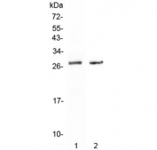 Western blot testing of 1) human HepG2 and 2) mouse HEPA1-6 cell lysate with SPR antibody at 0.5ug/ml. Predicted molecular weight ~28 kDa.
