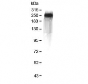 Western blot testing of human plasma with Factor V antibody at 0.5ug/ml. Predicted molecular weight ~252 kDa.