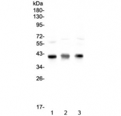 Western blot testing of 1) rat thymus, 2) mouse thymus and 3) mouse NIH 3T3 lysate with CCR4 antibody at 0.5ug/ml. Predicted molecular weight ~41 kDa.