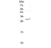 Western blot testing of rat NRK cell lysate with Il-27 antibody at 0.5ug/ml. Predicted molecular weight ~27 kDa.