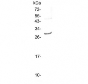 Western blot testing of rat NRK cell lysate with Il-27 antibody at 0.5ug/ml. Predicted molecular weight ~27 kDa.