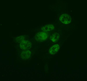 Immunofluorescent staining of FFPE human HepG2 cells with HLF antibody (green). HIER: steam section in pH6 citrate buffer for 20 min.