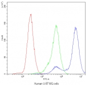 Flow cytometry testing of human U-87 MG cells with CHRNA3 antibody at 1ug/10^6 cells (blocked with goat sera); Red=cells alone, Green=isotype control, Blue=CHRNA3 antibody.