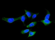 Immunofluorescent staining of FFPE human U-2 OS cells with FABP5 antibody (green) and DAPI nuclear stain (blue). HIER: steam section in pH6 citrate buffer for 20 min.