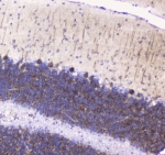 IHC testing of FFPE rat cerebellum tissue with Betacellulin antibody at 1ug/ml. Required HIER: steam section in pH6 citrate buffer for 20 min and allow to cool prior to staining.