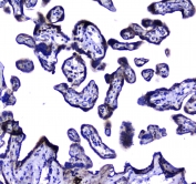 IHC testing of FFPE human placental tissue with LGALS3BP antibody at 1ug/ml. Required HIER: steam section in pH6 citrate buffer for 20 min and allow to cool prior to staining.