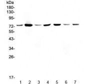Western blot testing of human 1) HeLa, 2) placenta, 3) MCF7, 4) U-87 MG, 5) HepG2, 6) SMMC-7721 and 7) 293T lysate with Annexin VI antibody at 0.5ug/ml. Expected molecular weight: 67-76 kDa.