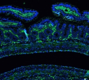 Immunofluorescent staining of FFPE rat intestine with Annexin VI antibody (green) at 1ug/ml and DAPI nuclear stain (blue). HIER: steam section in pH6 citrate buffer for 20 min.