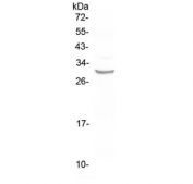 Western blot testing of human A375 cell lysate with FRA1 antibody at 0.5ug/ml. Predicted molecular weight ~29 kDa.