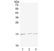 Western blot testing of 1) mouse spleen, 2) mouse kidney and 3) rat kidney lysate with Lymphotactin antibody at 0.5ug/ml. Predicted molecular weight ~13 kDa, can be observed at 15-20 kDa.