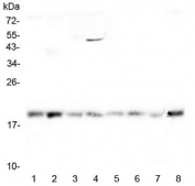 Western blot testing of 1) rat brain, 2) rat heart, 3) rat testis, 4) rat skeletal muscle, 5) mouse brain, 6) mouse heart, 7) mouse testis and 8) mouse skeletal muscle lysate with GADD45G antibody at 0.5ug/ml. Predicted molecular weight ~17 kDa.