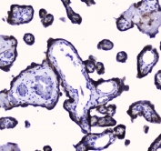 IHC testing of FFPE human placental tissue with COX4I1 antibody at 1ug/ml. Required HIER: steam section in pH6 citrate buffer for 20 min and allow to cool prior to staining.