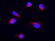 Immunofluorescent staining of FFPE human U-2 OS cells with COX4I1 antibody (red) at 2ug/ml and DAPI nuclear stain (blue). HIER: steam section in pH6 citrate buffer for 20 min.