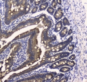 IHC testing of FFPE mouse small intestine tissue with COX4I1 antibody at 1ug/ml. Required HIER: steam section in pH6 citrate buffer for 20 min and allow to cool prior to staining.