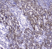 IHC testing of FFPE mouse kidney tissue with COX4I1 antibody at 1ug/ml. Required HIER: steam section in pH6 citrate buffer for 20 min and allow to cool prior to staining.