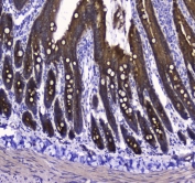 IHC testing of FFPE rat small intestine tissue with COX4I1 antibody at 1ug/ml. Required HIER: steam section in pH6 citrate buffer for 20 min and allow to cool prior to staining.