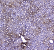 IHC testing of FFPE rat liver tissue with COX4I1 antibody at 1ug/ml. Required HIER: steam section in pH6 citrate buffer for 20 min and allow to cool prior to staining.