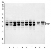 Western blot testing of 1) human HEL, 2) human HepG2, 3) human K562, 4) human MCF7, 5) human 293T, 6) human SH-SY5Y, 7) human U-2 OS, 8) human U-251, 9) rat lung and 10) mouse lung tissue lysate with JUND antibody. Predicted molecular weight: ~39 kDa (JUND-L), 34 kDa (JUND-S). (1)