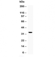 Western blot testing of 1ng of recombinant mouse protein with Oif antibody at 0.5ug/ml. 