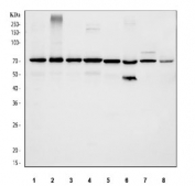 Western blot testing of 1) human HeLa, 2) human Raji, 3) human HepG2, 4) human K562, 5) rat PC-12, 6) rat RH35, 7) mouse RAW264.7 and 8) mouse HEPA1-6 cell lysate with p65 antibody at 0.5ug/ml. Expected molecular weight ~65 kDa.