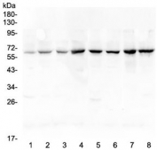 Western blot testing of rat 1) spleen, 2) lung, 3) kidney, 4) testis and mouse 5) spleen, 6) lung, 7) testis and 8) NIH3T3 lysate with p65 antibody at 0.5ug/ml. Expected molecular weight ~65 kDa.